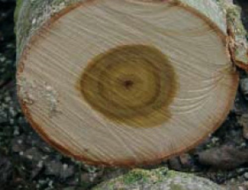 Las 10 características de la madera de chopo